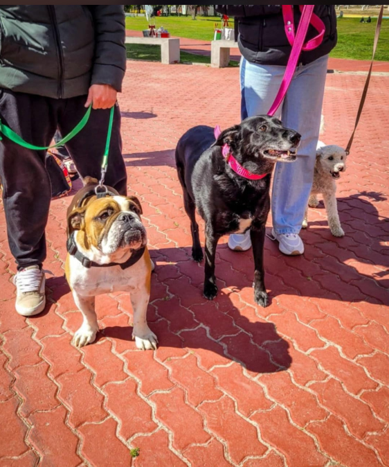 Photo of LA MUNICIPALIDAD PARTICIPÓ A TRAVÉS DEL EQUIPO DEL QUIRÓFANO MÓVIL EN LA CANINATA QUE ORGANIZÓ ARAF